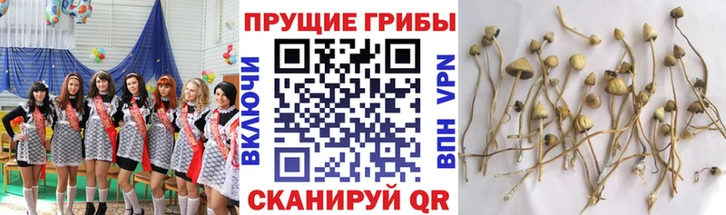 Псилоцибиновые грибы Magic Shrooms  Купить закладки  Константиновск 